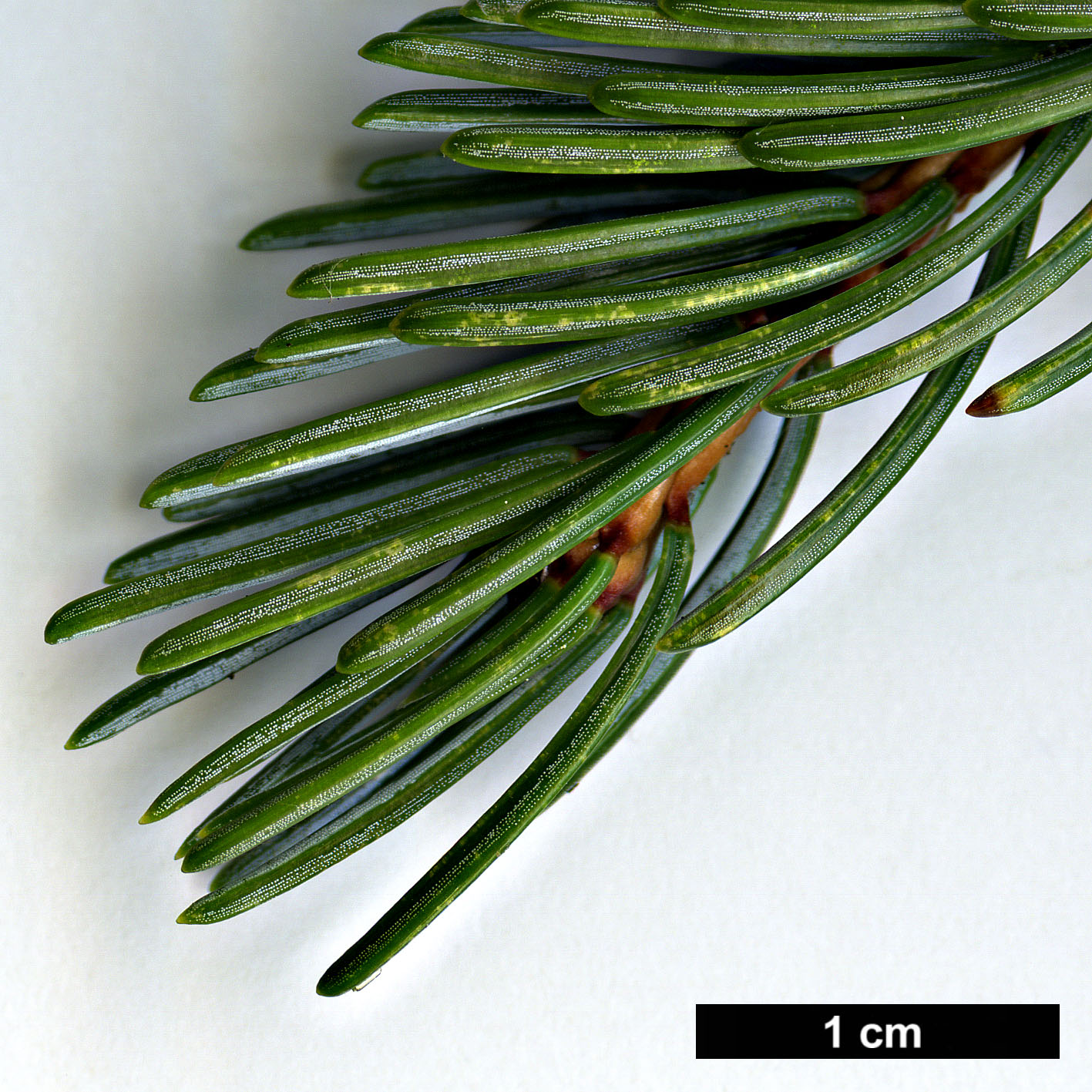 High resolution image: Family: Pinaceae - Genus: Picea - Taxon: alcoquiana - SpeciesSub: var. reflexa